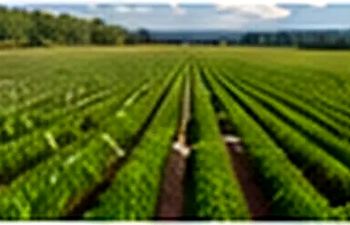 Área extensa de produção de Grama Batatais
