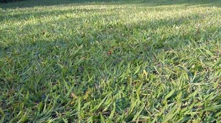 Grama Batatais