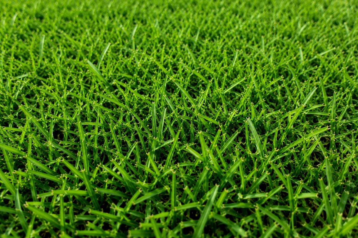 Grama Bermuda